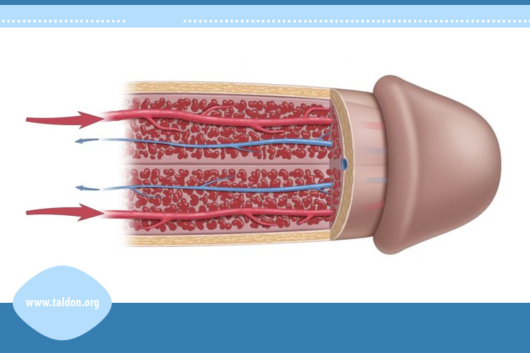 Male Genital Anatomy